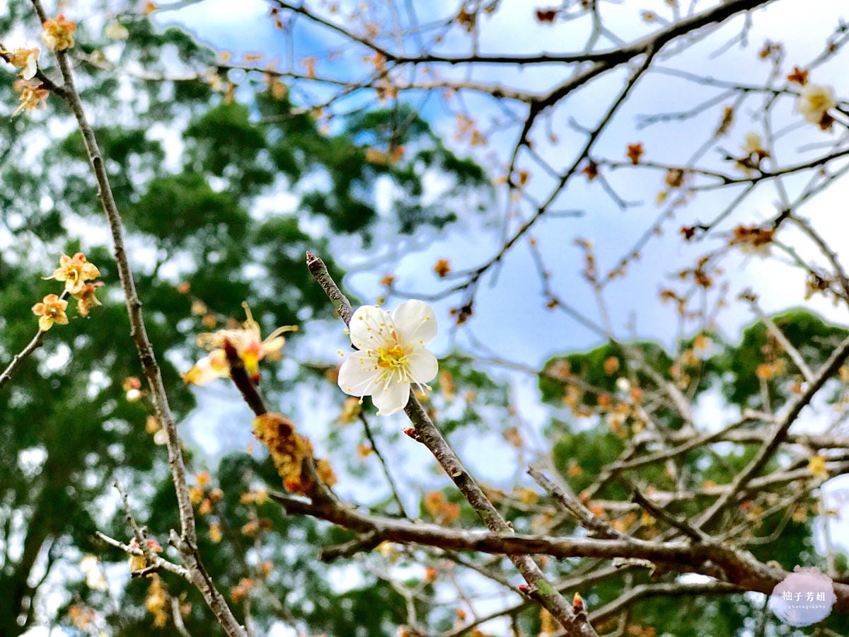 【桃園復興_旅遊景點】角板山賞花、眺望新溪口台吊橋 / 羅浮泰雅故事公園、走走義興吊橋趣 👣 柚子芳姐 _ 旅遊札記2018.01.21