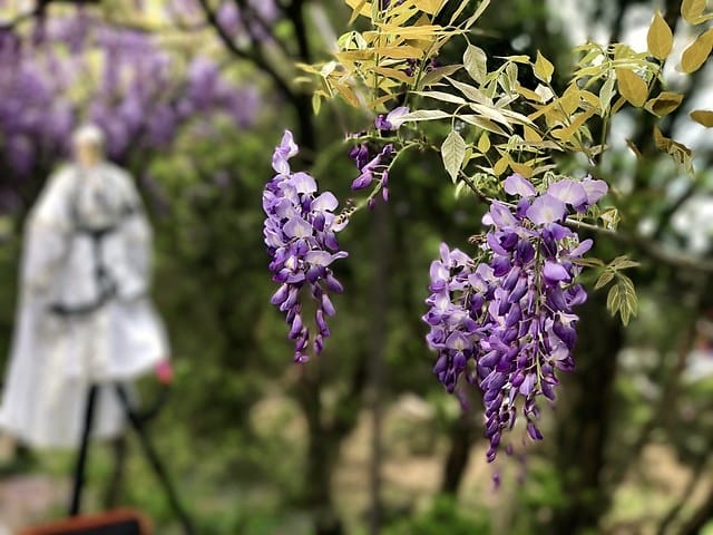 【淡水紫藤咖啡園(二店)_水源園區】️紫色的夢幻、紫色的浪漫、就一起漫步在紫藤花下️紫爆季節限定柚子芳姐_旅遊札記—2017.04.15花況 - 第22張圖 2027.04.15_淡水紫藤咖啡園二店