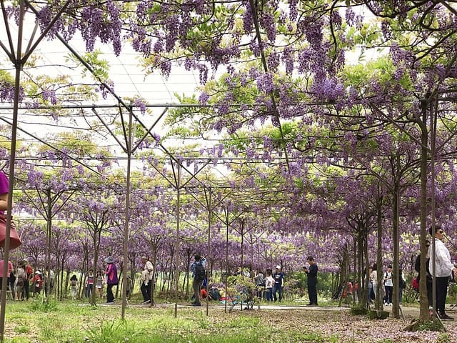 【淡水紫藤咖啡園(二店)_水源園區】️紫色的夢幻、紫色的浪漫、就一起漫步在紫藤花下️紫爆季節限定柚子芳姐_旅遊札記—2017.04.15花況 - 第36張圖 2027.04.15_淡水紫藤咖啡園二店