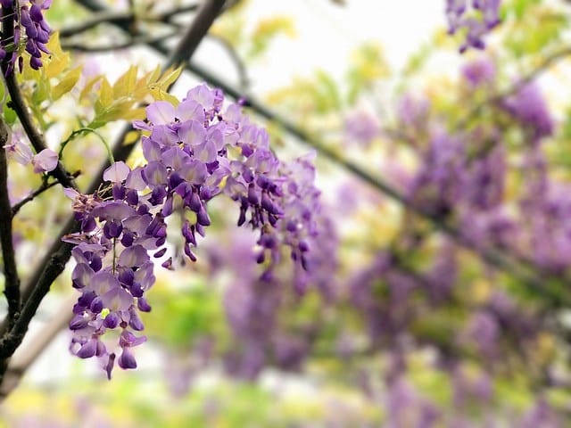 【淡水紫藤咖啡園(二店)_水源園區】️紫色的夢幻、紫色的浪漫、就一起漫步在紫藤花下️紫爆季節限定柚子芳姐_旅遊札記—2017.04.15花況 - 第6張圖 2027.04.15_淡水紫藤咖啡園二店