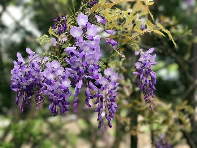 【淡水紫藤咖啡園(二店)_水源園區】️紫色的夢幻、紫色的浪漫、就一起漫步在紫藤花下️紫爆季節限定柚子芳姐_旅遊札記—2017.04.15花況 - 第24張圖 2027.04.15_淡水紫藤咖啡園二店