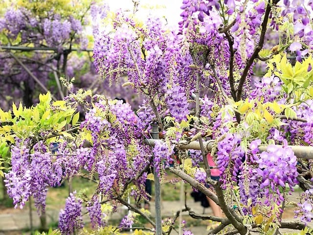 【淡水紫藤咖啡園(二店)_水源園區】️紫色的夢幻、紫色的浪漫、就一起漫步在紫藤花下️紫爆季節限定柚子芳姐_旅遊札記—2017.04.15花況 - 第28張圖 2027.04.15_淡水紫藤咖啡園二店