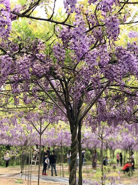 【淡水紫藤咖啡園(二店)_水源園區】️紫色的夢幻、紫色的浪漫、就一起漫步在紫藤花下️紫爆季節限定柚子芳姐_旅遊札記—2017.04.15花況 - 第26張圖 2027.04.15_淡水紫藤咖啡園二店