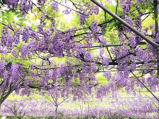 【淡水紫藤咖啡園(二店)_水源園區】️紫色的夢幻、紫色的浪漫、就一起漫步在紫藤花下️紫爆季節限定柚子芳姐_旅遊札記—2017.04.15花況 - 第33張圖 2027.04.15_淡水紫藤咖啡園二店