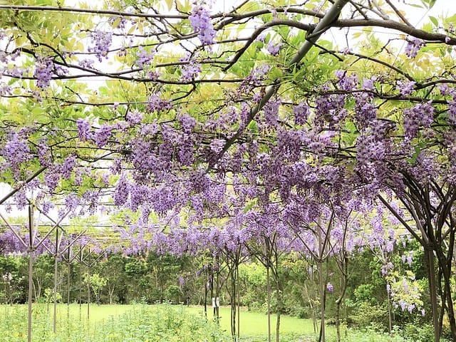 【淡水紫藤咖啡園(二店)_水源園區】️紫色的夢幻、紫色的浪漫、就一起漫步在紫藤花下️紫爆季節限定柚子芳姐_旅遊札記—2017.04.15花況 - 第47張圖 2027.04.15_淡水紫藤咖啡園二店