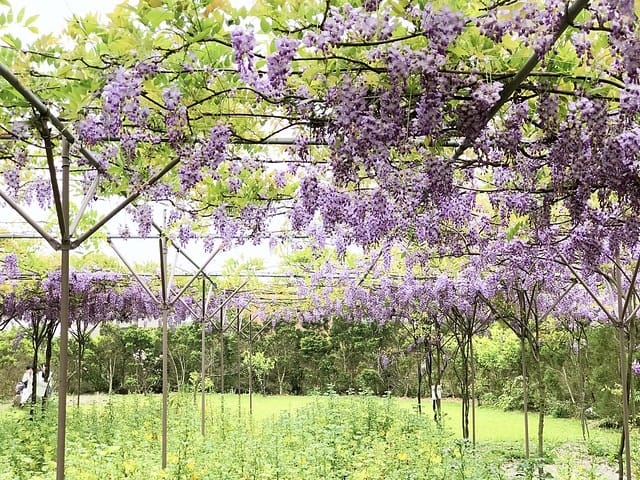 【淡水紫藤咖啡園(二店)_水源園區】️紫色的夢幻、紫色的浪漫、就一起漫步在紫藤花下️紫爆季節限定柚子芳姐_旅遊札記—2017.04.15花況 - 第23張圖 2027.04.15_淡水紫藤咖啡園二店