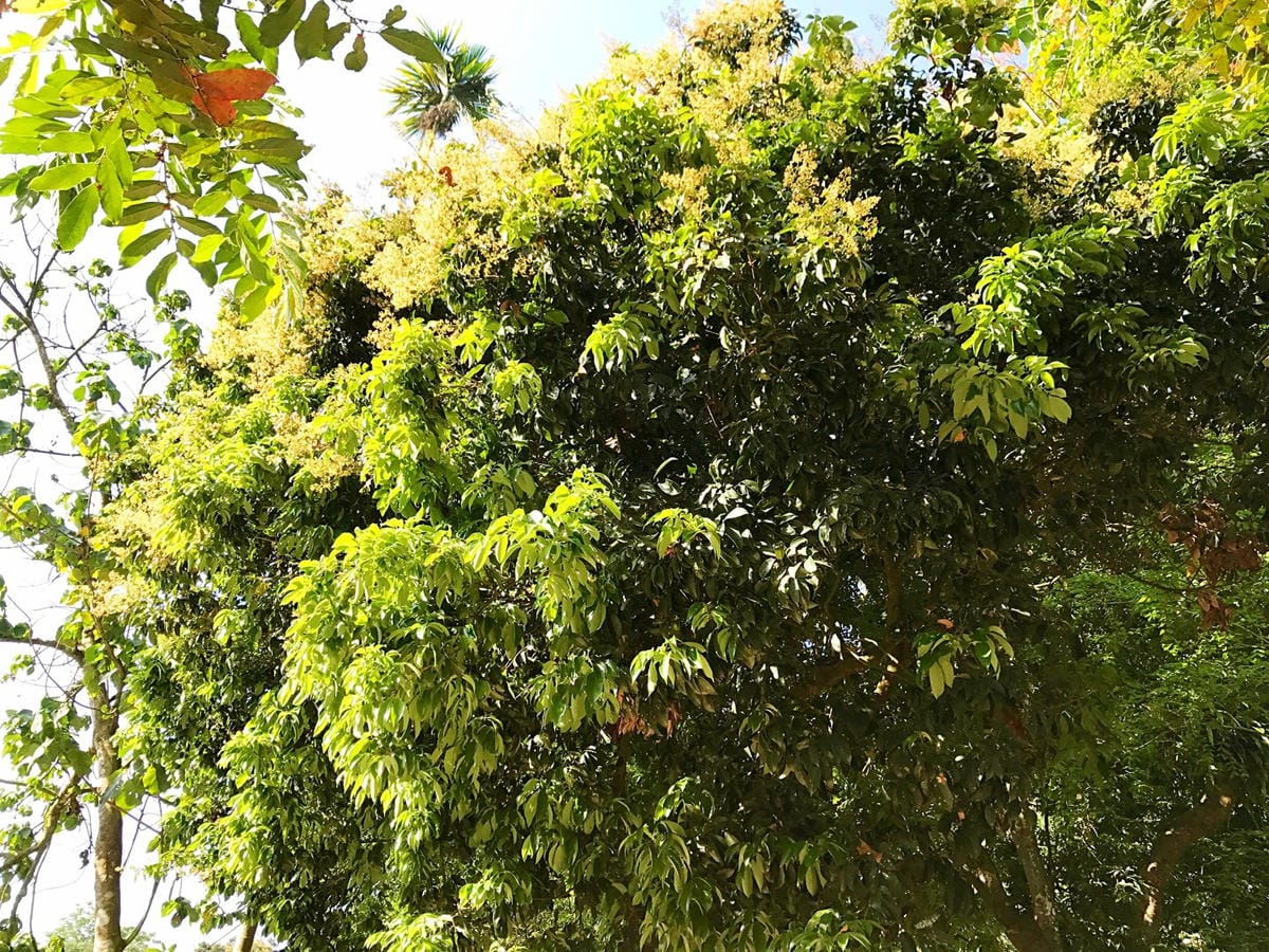 【雲林林內_逸境生態露營區】 來去月球住一晚 這次我們露的不一樣! 柚子芳姐_露營札記 2018.04.07 NO.60