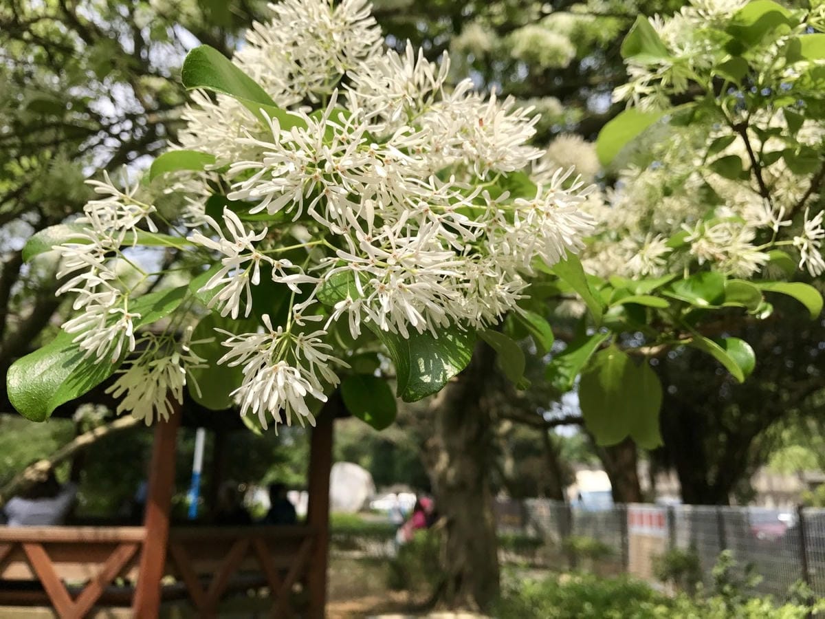 【桃園景點_大湖紀念公園】紫藤花 浪漫又夢幻、流蘇 如同四月雪/季節限定,賞花景點/假日休閒遛小孩好去處柚子芳姐_旅遊札記2019.04.07