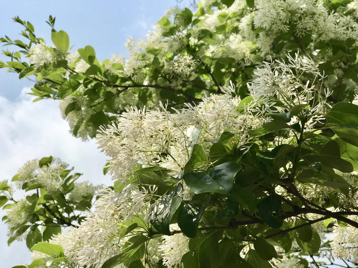 【桃園景點_大湖紀念公園】紫藤花 浪漫又夢幻、流蘇 如同四月雪/季節限定,賞花景點/假日休閒遛小孩好去處柚子芳姐_旅遊札記2019.04.07