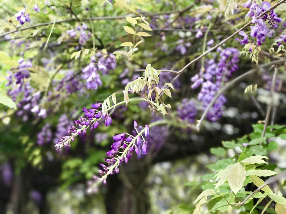 A3D8604D-F968-444B-8AB2-8AEB21BC5AE0L0001--IMG_0871.JPG.jpg