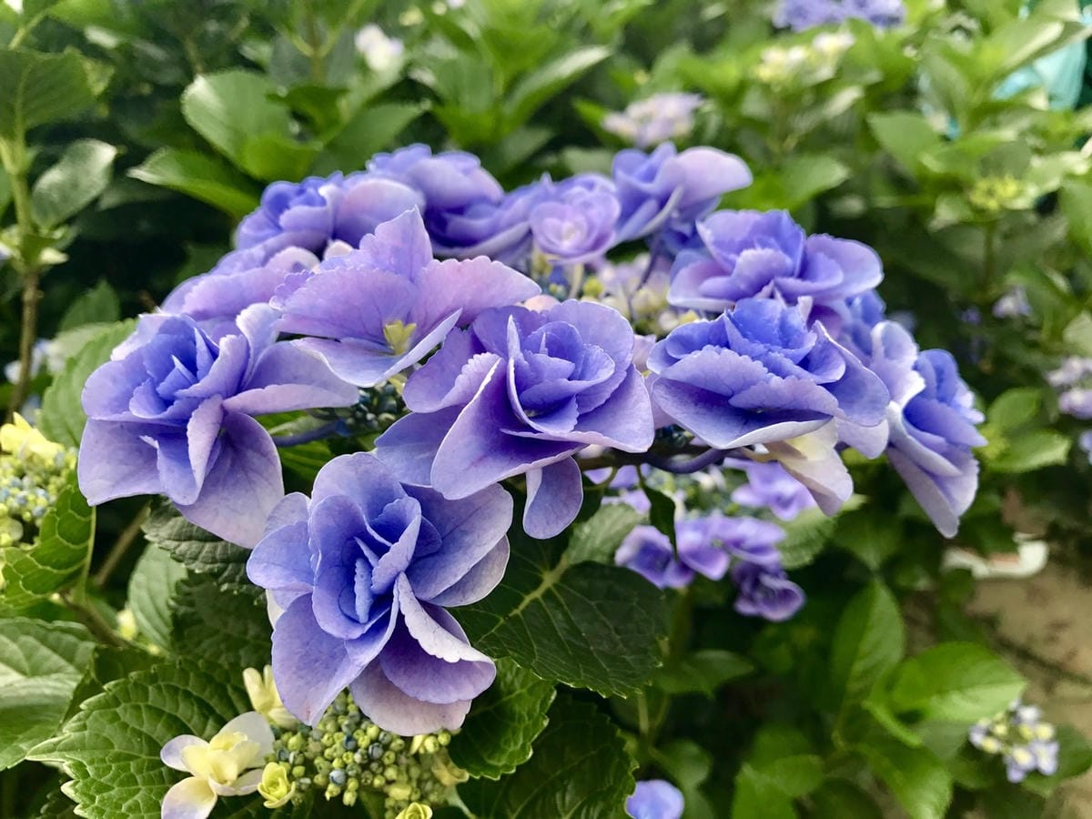 BA896BF2-70C7-4A6B-B1C2-AC998460CF42L0001--IMG_2889.JPG.jpg