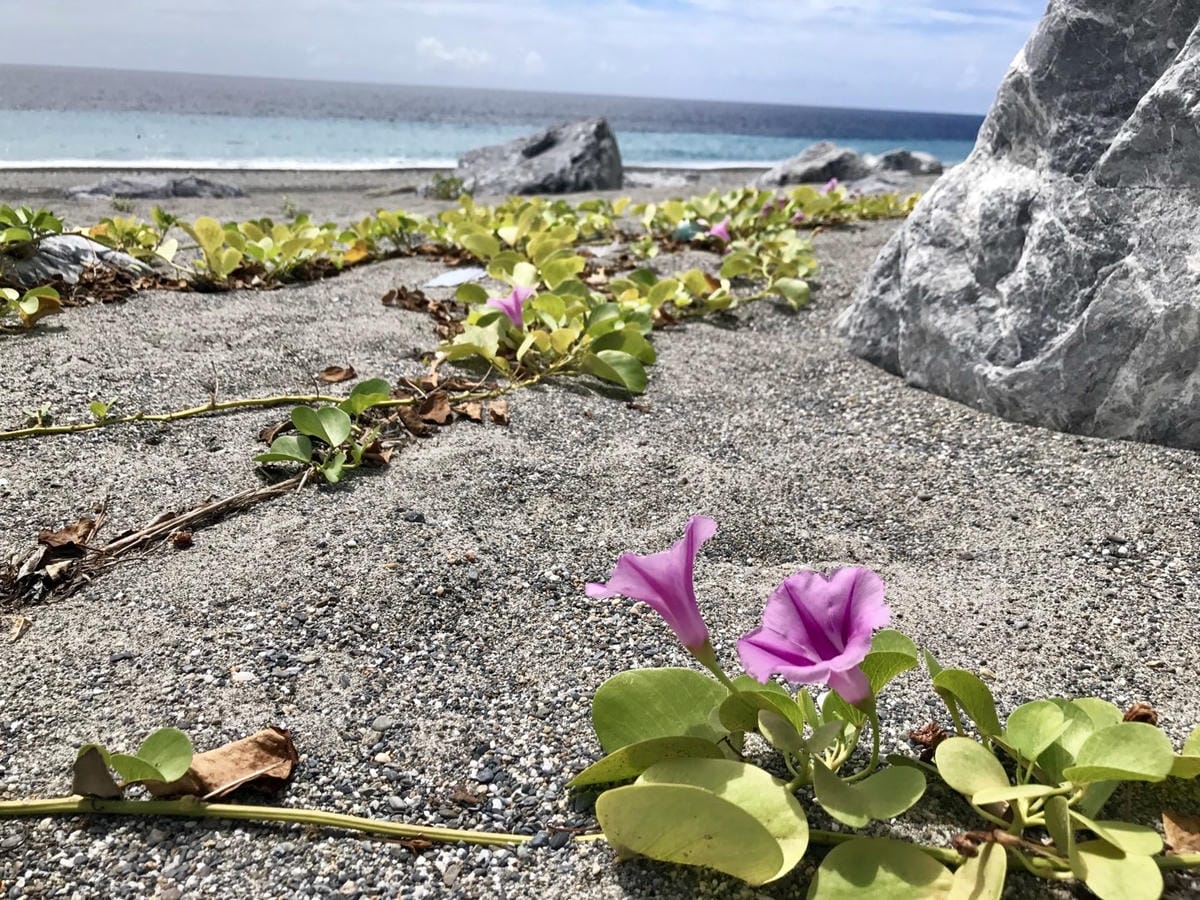 【看見蘇花之美】一個被遺忘的秘境、弧線優美的海灣、天然的海蝕奇景《和仁礫灘 》/清水斷崖_驚險壯觀海岸欣賞點《和仁界碑》、《和清隧道》、《崇德休憩據點 》 柚子芳姐_旅遊札記_2019.