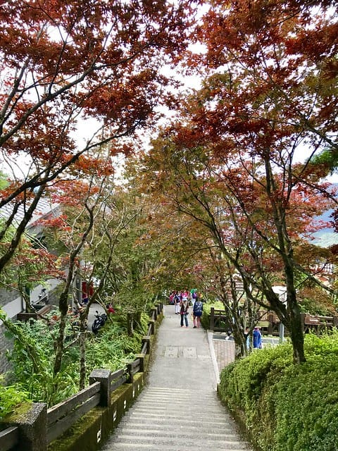 【宜蘭_太平山一日遊】就要醬玩探訪最美的見晴懷古步道愛在浪漫紫葉槭隧道漫步芬多精原始森林裏搭蹦蹦車造訪茂興懷古步道鳩之澤泡湯煮蛋趣柚子芳姐_旅遊札記