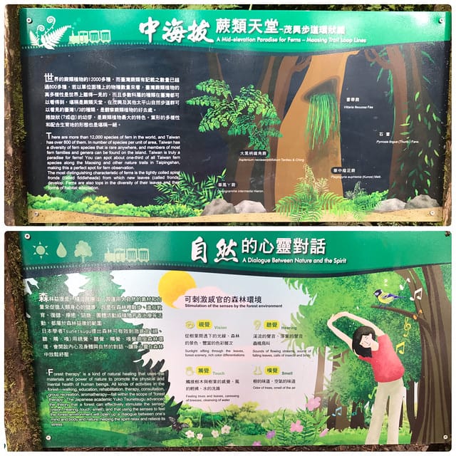 【宜蘭_太平山一日遊】就要醬玩探訪最美的見晴懷古步道愛在浪漫紫葉槭隧道漫步芬多精原始森林裏搭蹦蹦車造訪茂興懷古步道鳩之澤泡湯煮蛋趣柚子芳姐_旅遊札記