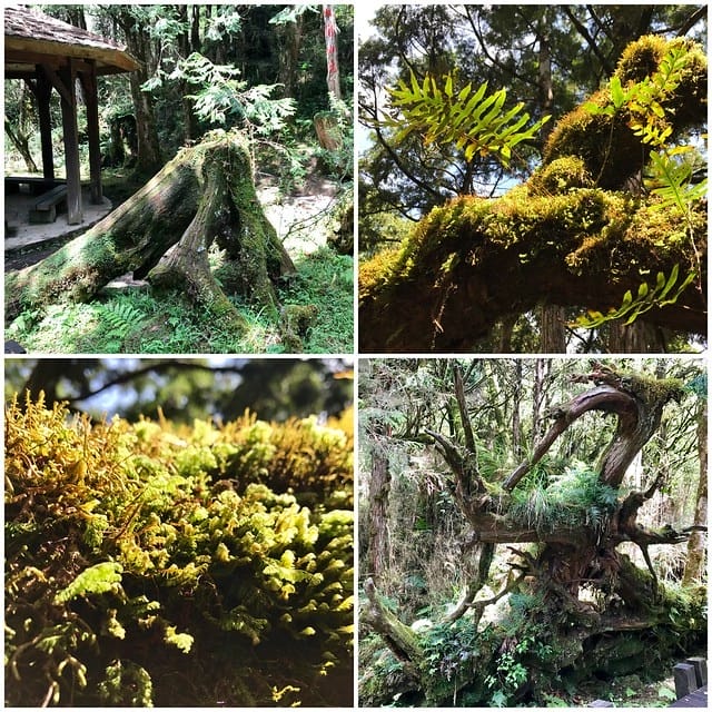 2019.08.17_太平山原始森林公園