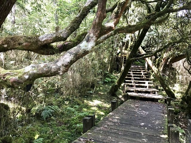 2019.08.17_太平山原始森林公園