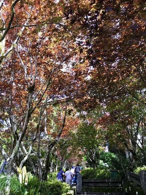【宜蘭_太平山一日遊】就要醬玩探訪最美的見晴懷古步道愛在浪漫紫葉槭隧道漫步芬多精原始森林裏搭蹦蹦車造訪茂興懷古步道鳩之澤泡湯煮蛋趣柚子芳姐_旅遊札記