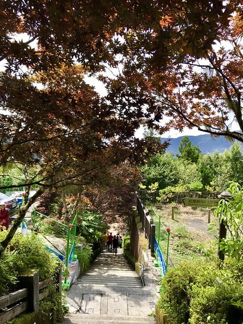 【宜蘭_太平山一日遊】就要醬玩探訪最美的見晴懷古步道愛在浪漫紫葉槭隧道漫步芬多精原始森林裏搭蹦蹦車造訪茂興懷古步道鳩之澤泡湯煮蛋趣柚子芳姐_旅遊札記