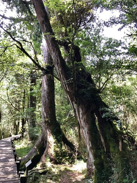 2019.08.17_太平山原始森林公園