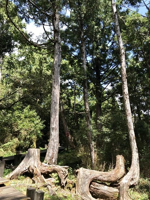 2019.08.17_太平山原始森林公園