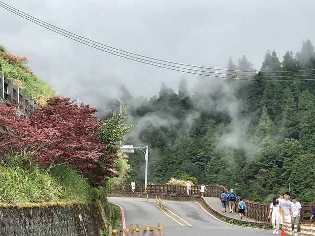 【宜蘭_太平山一日遊】就要醬玩探訪最美的見晴懷古步道愛在浪漫紫葉槭隧道漫步芬多精原始森林裏搭蹦蹦車造訪茂興懷古步道鳩之澤泡湯煮蛋趣柚子芳姐_旅遊札記