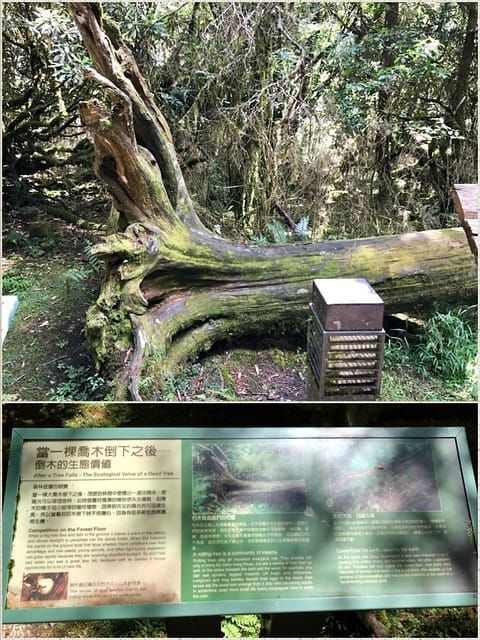 2019.08.17_太平山原始森林公園