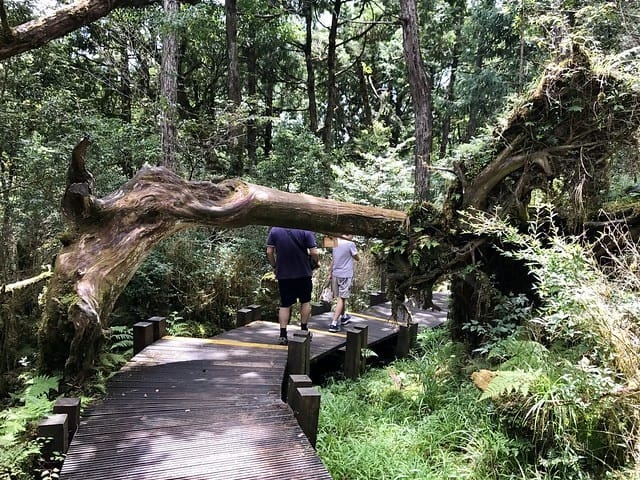 2019.08.17_太平山原始森林公園