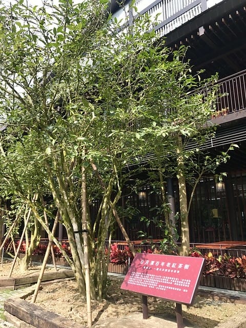 南投景點【Hohocha喝喝茶台灣香日月潭紅茶廠】熱門紅茶觀光工廠/每日限量免費奉茶奉蛋/紅茶導覽及揉茶DIY體驗及品茗活動等(需預約收費)/日月山莊可露營、山訓探索、獨木舟體驗、住宿等柚子