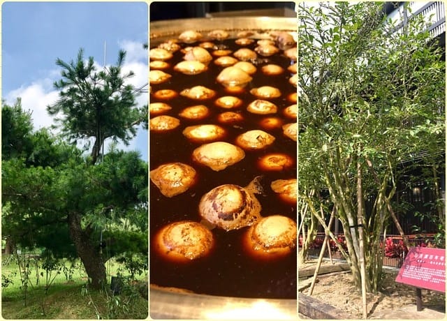 南投景點【Hohocha喝喝茶台灣香日月潭紅茶廠】熱門紅茶觀光工廠/每日限量免費奉茶奉蛋/紅茶導覽及揉茶DIY體驗及品茗活動等(需預約收費)/日月山莊可露營、山訓探索、獨木舟體驗、住宿等柚子