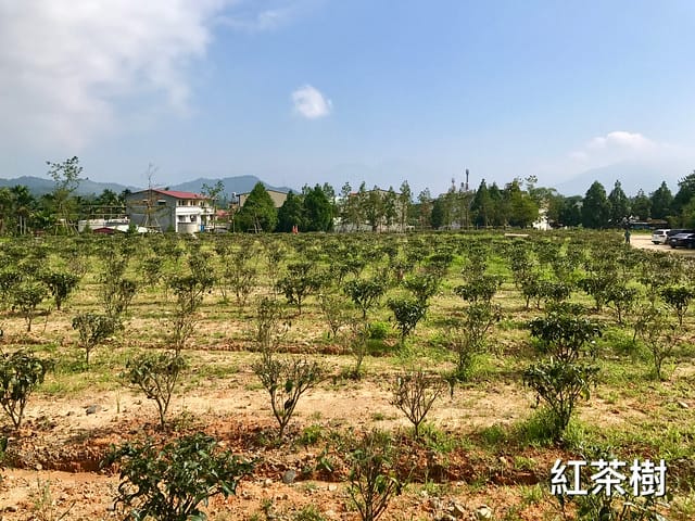 2019.09.13_HOHOCHA喝喝茶