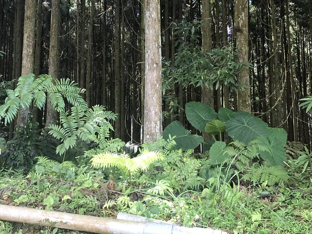 好麻吉露營區_景色