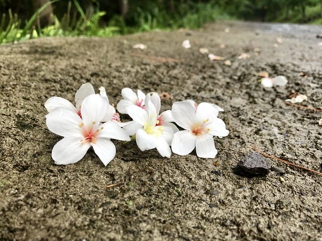 好麻吉露營區_景色