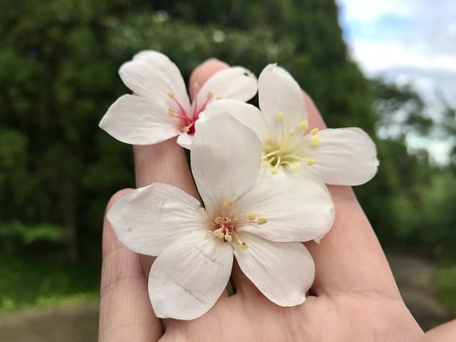 好麻吉露營區_景色