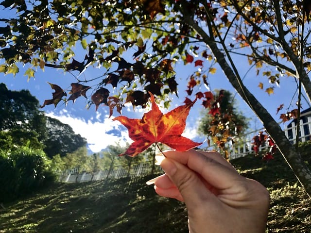 好麻吉露營區_景色