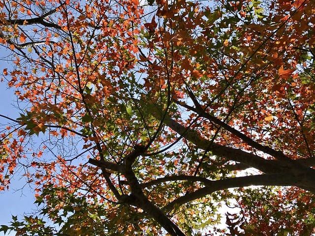 2019.12.13_石門水庫賞楓