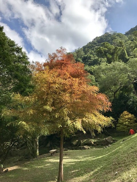 2019.12.13_石門水庫賞楓趣