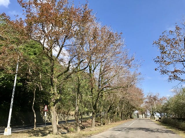 2019.12.23_石門水庫賞楓