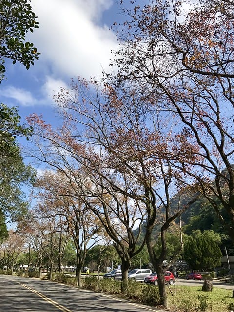 2019.12.23_石門水庫賞楓