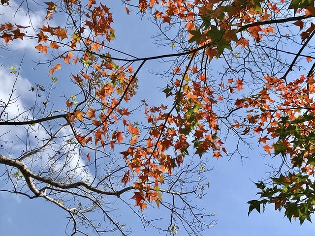 2019.12.13_石門水庫賞楓
