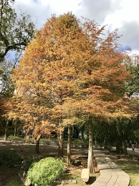 2019.12.13_石門水庫賞楓趣