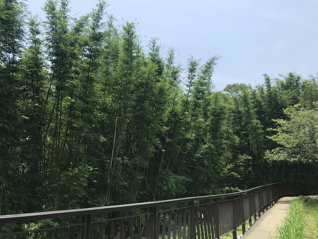 【台北內湖景點】夢幻紫色白石湖吊橋、浪漫的同心池、如號角響起的鐵砲百合、清新高雅的牡丹蓮盛開啦!還有夫妻樹/一處隱藏在台北近郊的後花園、假日出遊、戶外踏青、健行好去處柚子芳 - 第18張圖 白石湖