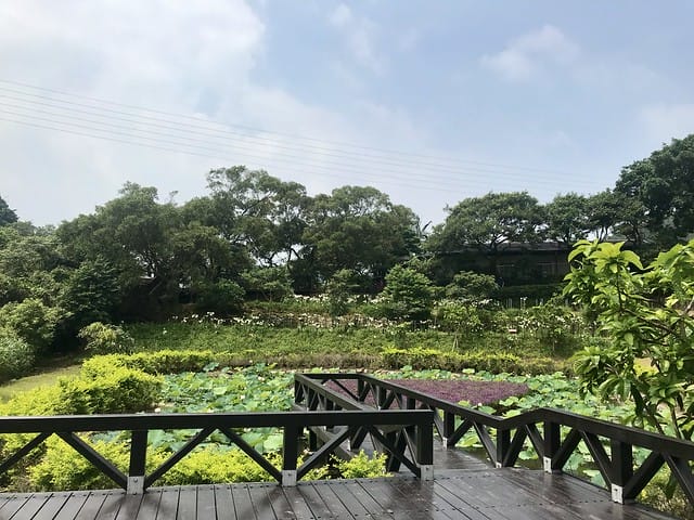 【台北內湖景點】夢幻紫色白石湖吊橋、浪漫的同心池、如號角響起的鐵砲百合、清新高雅的牡丹蓮盛開啦!還有夫妻樹/一處隱藏在台北近郊的後花園、假日出遊、戶外踏青、健行好去處柚子芳 - 第55張圖 白石湖