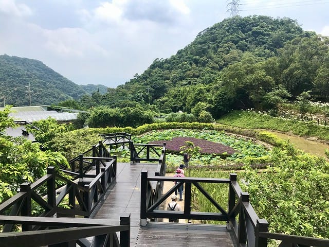 【台北內湖景點】夢幻紫色白石湖吊橋、浪漫的同心池、如號角響起的鐵砲百合、清新高雅的牡丹蓮盛開啦!還有夫妻樹/一處隱藏在台北近郊的後花園、假日出遊、戶外踏青、健行好去處柚子芳 - 第78張圖 白石湖