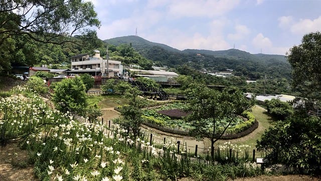 【台北內湖景點】夢幻紫色白石湖吊橋、浪漫的同心池、如號角響起的鐵砲百合、清新高雅的牡丹蓮盛開啦!還有夫妻樹/一處隱藏在台北近郊的後花園、假日出遊、戶外踏青、健行好去處柚子芳 - 第29張圖 白石湖