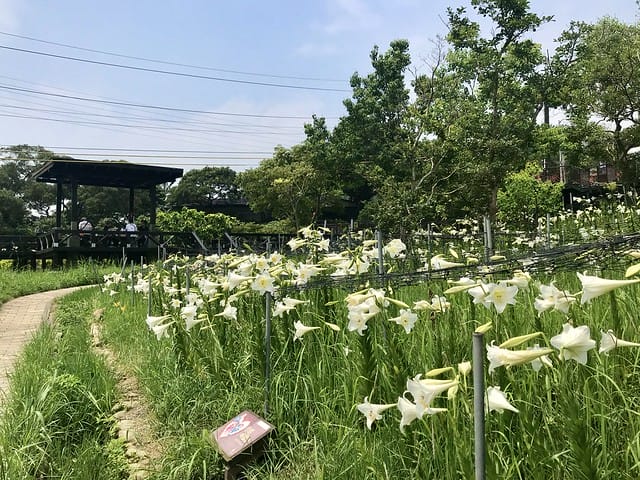 【台北內湖景點】夢幻紫色白石湖吊橋、浪漫的同心池、如號角響起的鐵砲百合、清新高雅的牡丹蓮盛開啦!還有夫妻樹/一處隱藏在台北近郊的後花園、假日出遊、戶外踏青、健行好去處柚子芳 - 第49張圖 白石湖
