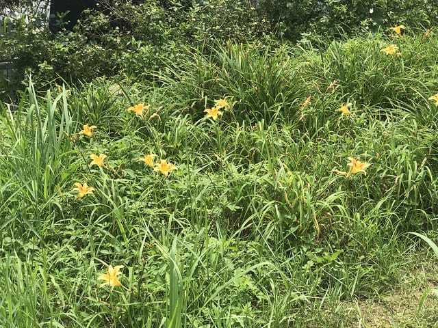 【台北內湖景點】夢幻紫色白石湖吊橋、浪漫的同心池、如號角響起的鐵砲百合、清新高雅的牡丹蓮盛開啦!還有夫妻樹/一處隱藏在台北近郊的後花園、假日出遊、戶外踏青、健行好去處柚子芳 - 第62張圖 白石湖