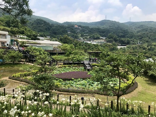【台北內湖景點】夢幻紫色白石湖吊橋、浪漫的同心池、如號角響起的鐵砲百合、清新高雅的牡丹蓮盛開啦!還有夫妻樹/一處隱藏在台北近郊的後花園、假日出遊、戶外踏青、健行好去處柚子芳 - 第30張圖 白石湖