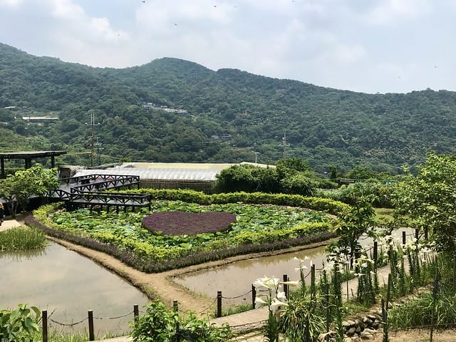 【台北內湖景點】夢幻紫色白石湖吊橋、浪漫的同心池、如號角響起的鐵砲百合、清新高雅的牡丹蓮盛開啦!還有夫妻樹/一處隱藏在台北近郊的後花園、假日出遊、戶外踏青、健行好去處柚子芳 - 第36張圖 白石湖