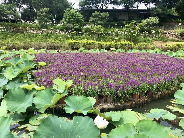 【台北內湖景點】夢幻紫色白石湖吊橋、浪漫的同心池、如號角響起的鐵砲百合、清新高雅的牡丹蓮盛開啦!還有夫妻樹/一處隱藏在台北近郊的後花園、假日出遊、戶外踏青、健行好去處柚子芳 - 第41張圖 白石湖