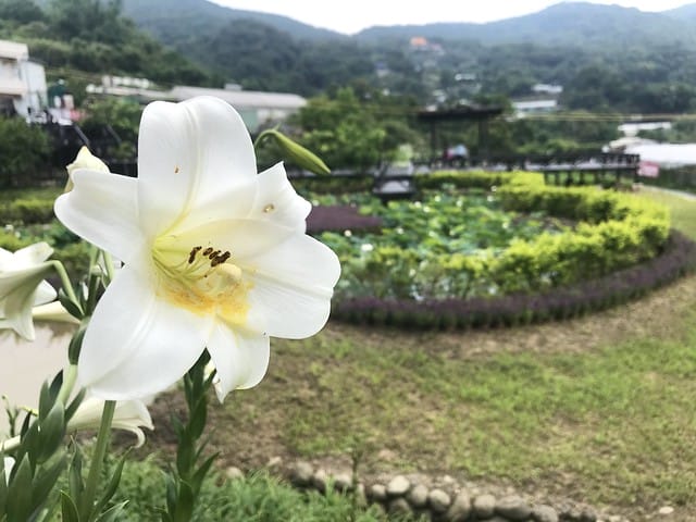 【台北內湖景點】夢幻紫色白石湖吊橋、浪漫的同心池、如號角響起的鐵砲百合、清新高雅的牡丹蓮盛開啦!還有夫妻樹/一處隱藏在台北近郊的後花園、假日出遊、戶外踏青、健行好去處柚子芳 - 第44張圖 白石湖